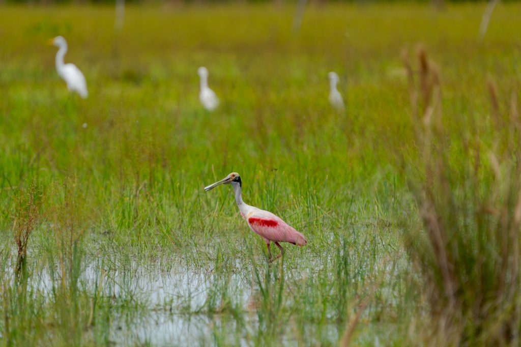 Espátula rosada (Platelea ajaja) en El Palmarito, Colombia. Crédito: Luis Cano