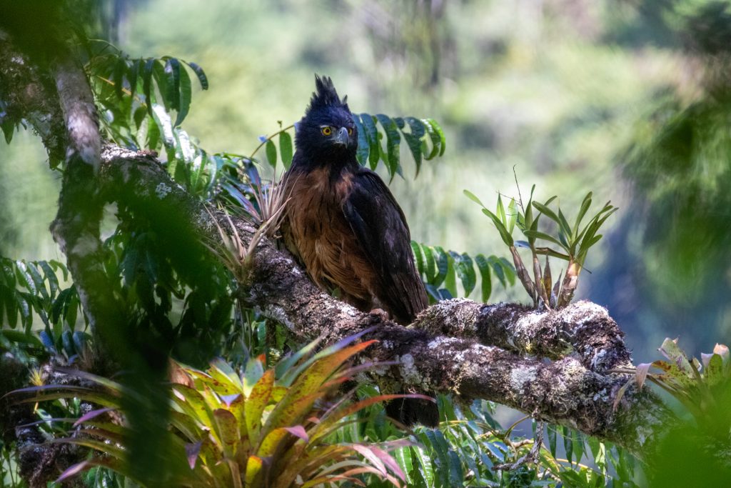 Fotografía del águila negra y castaña.